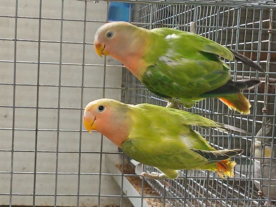 Casal de roseicollis