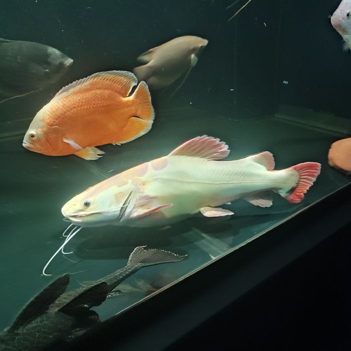 Pielęgnice pawiookie