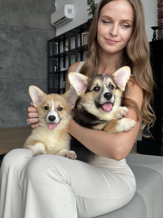 Цуценята Вельш Корги Пемброк