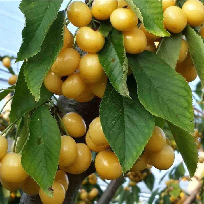 Саджанці черешні (Роздріб, Опт, Дроп)/ Саженцы черешни