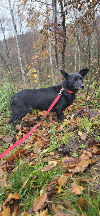 7kg sunia do adopcji