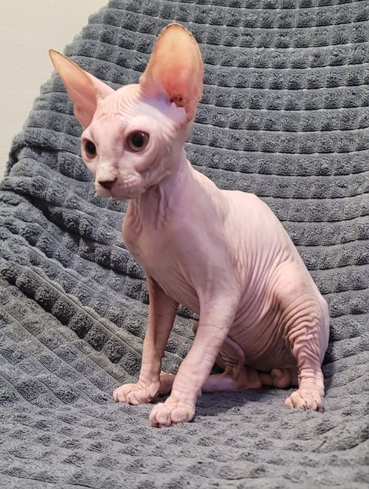 Gatinho sphynx macho