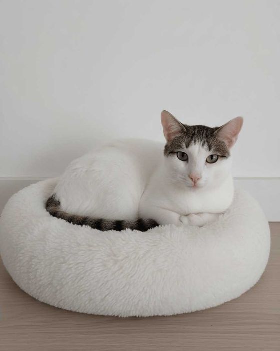 Setúbal / Margem Sul / Lisboa — SEITAN, gatinha para adoção