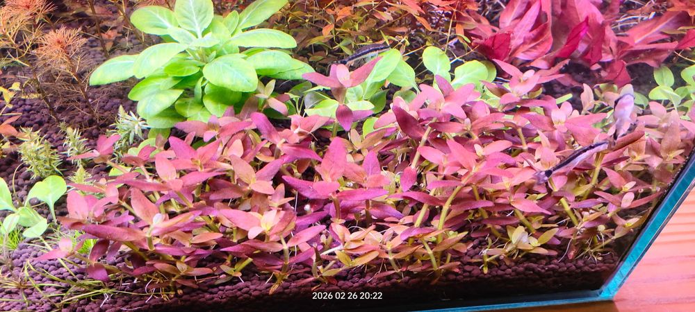 Mega Zestaw Roślin Akwariowych Czerwone Fioletow Zielone