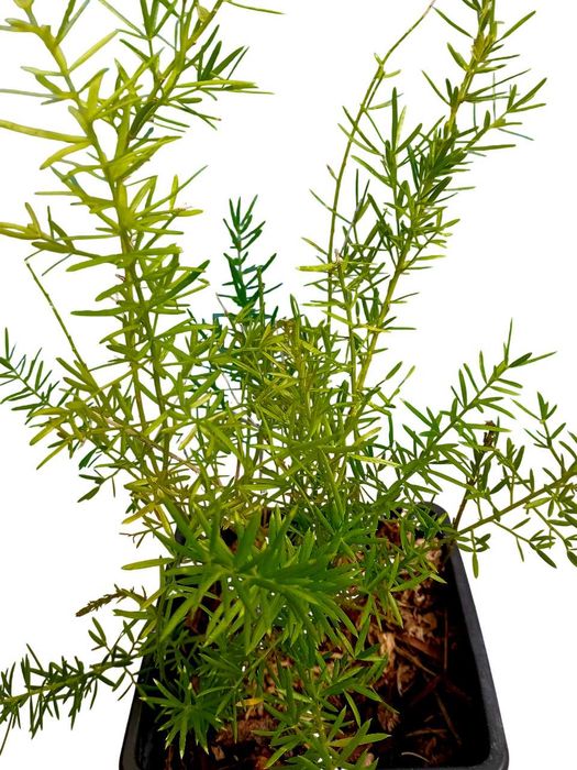 Aspargo Alfinete