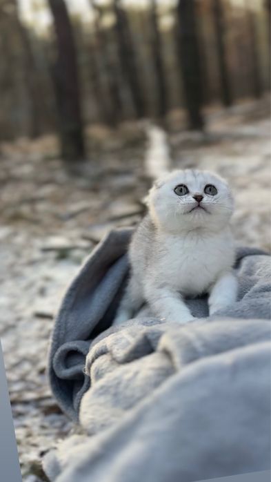 Шиншила шотландська фолд висловуха срібна срібляста