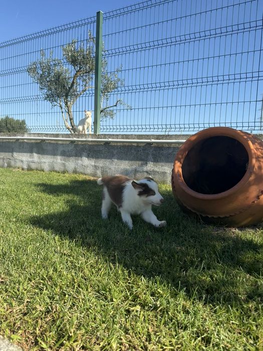 Border collie Macho chocolate PREÇO SÓ HOJE