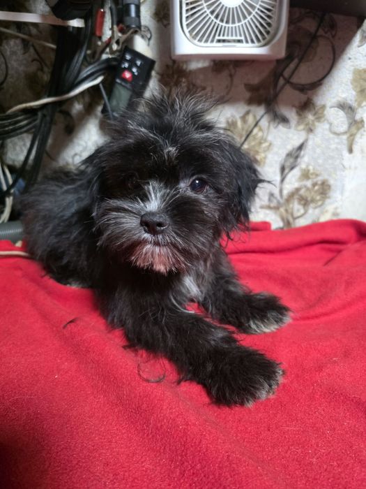 Мальчик   Мальтипу