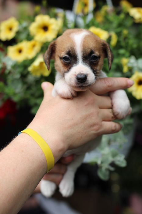 Хлопчик розплідника Teren