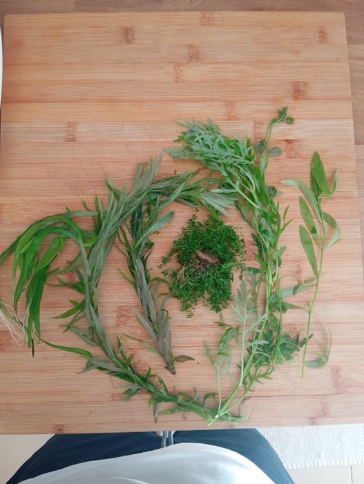 Plantas de aquário