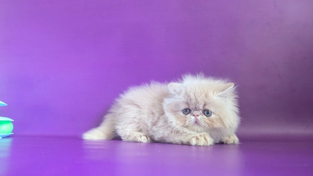 Персидський хлопчик кремовий Клайд  бронь