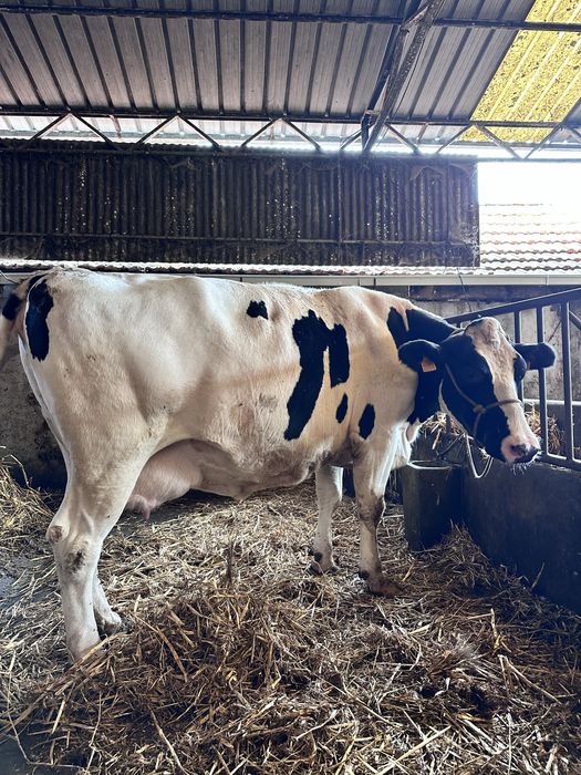 Vaca frisia gorda
