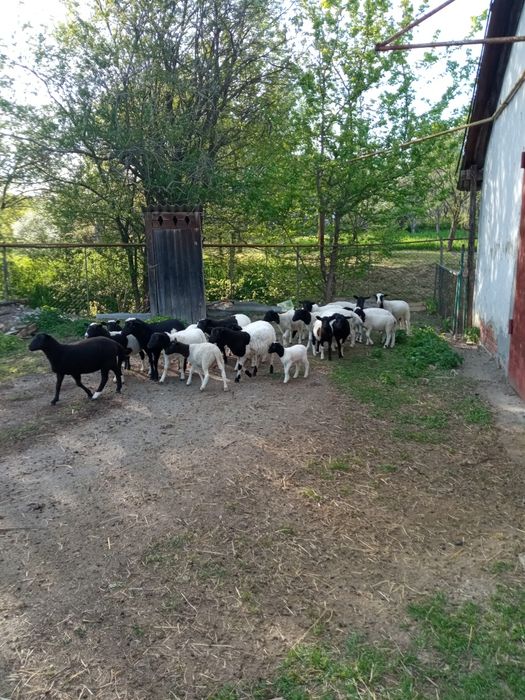 Вівці барани ...