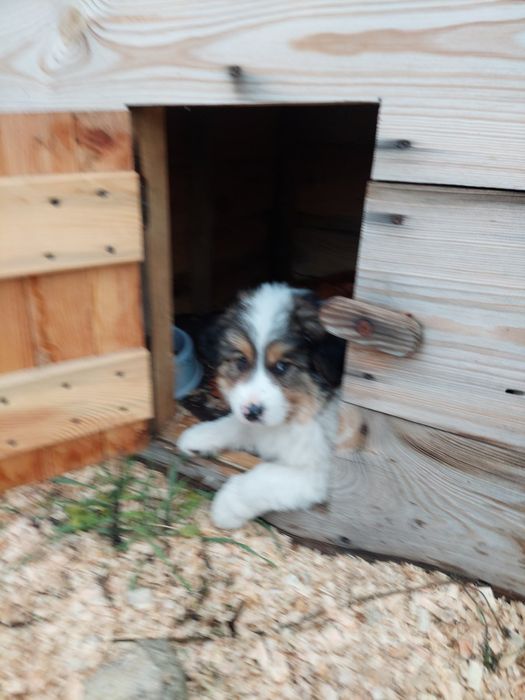 Отдам даром в хорошие руки