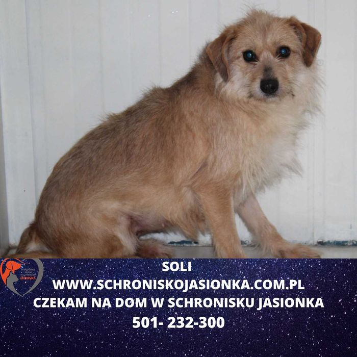 Soli do adopcji – Schronisko Jasionka