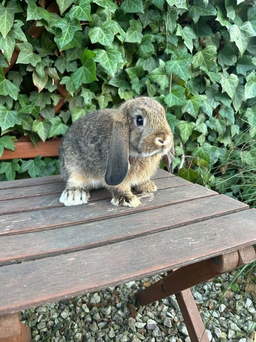 Królik rasy Karzełek Baran mini króliki