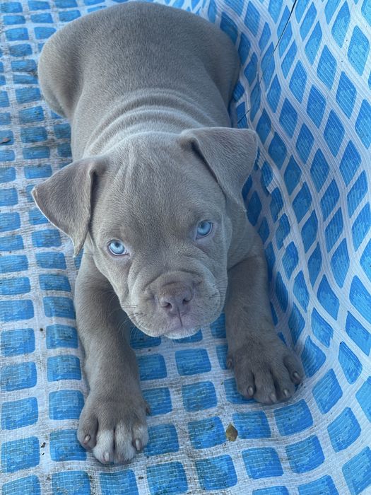 Американский булли стандарт хл и покет