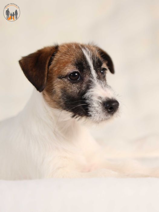 Jack Russell Terrier ZKwP FCI