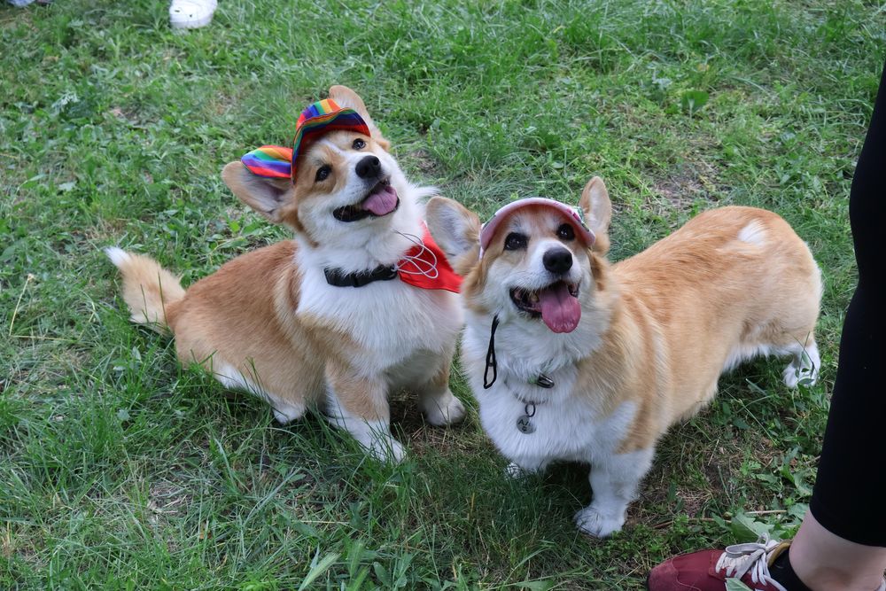 Дівчина коргі_Вишня дивовижна