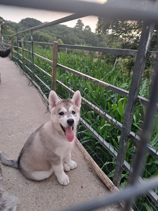 Husky siberiano fêmea