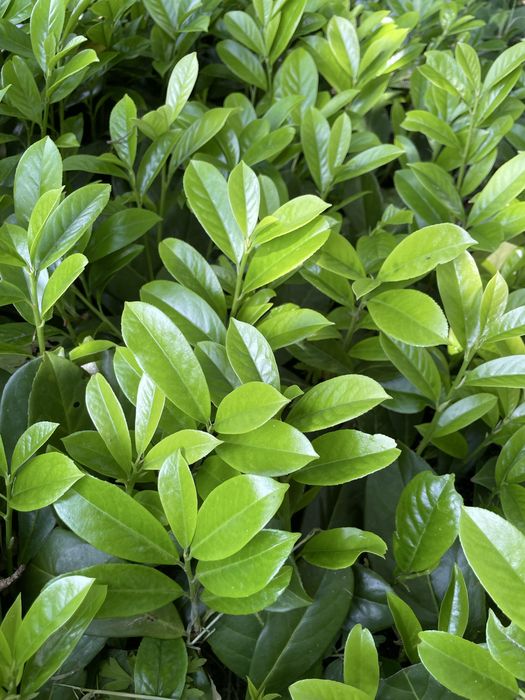 Laurowiśnia Novita Prunus Laurocerasus około 30cm