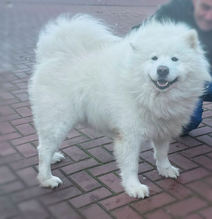 Самоїд, хлопчик, 5 міс