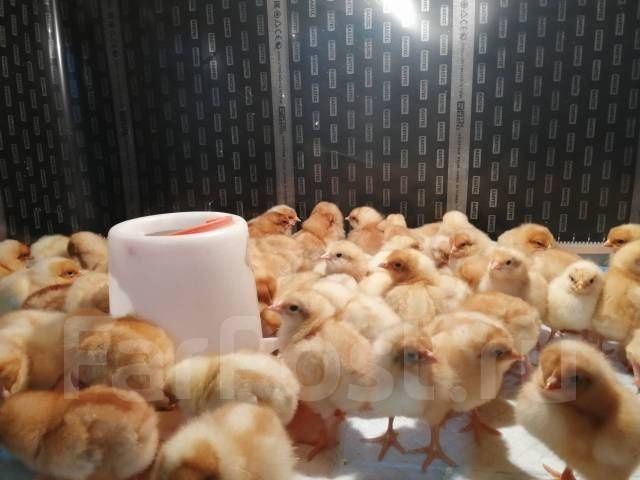 Продам циплят, суточные,  подрощенные
