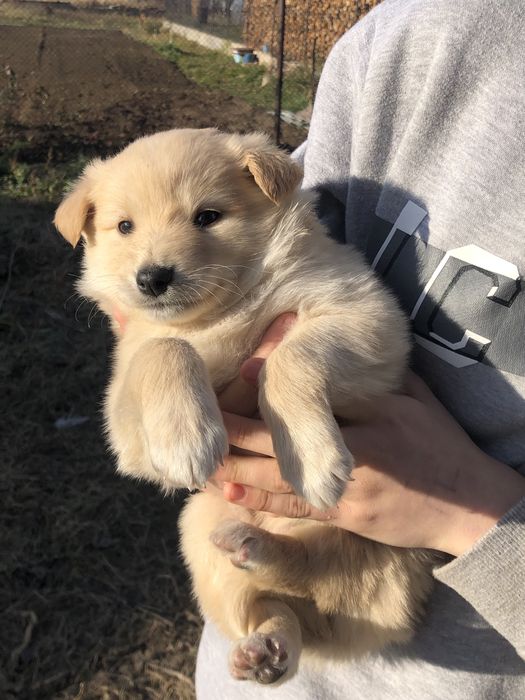 Віддам щенят в добрі руки