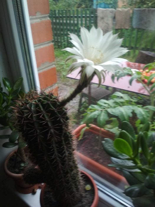 ЦВЕТУЩИЕ Кактусы (Детки)