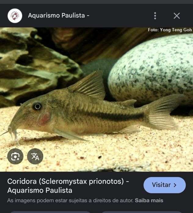 Peixes e Plantas