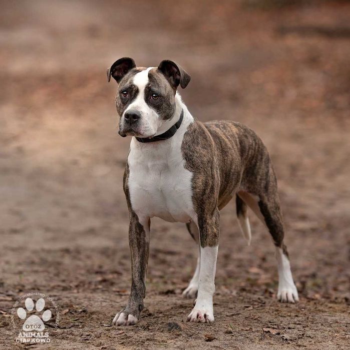 Shila czeka na Ciebie w OTOZ Animals Scgronisku Ciapkowo!