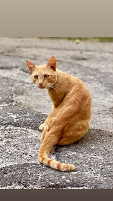 Отдам рыжего котенка, мальчик, 6 месяцев