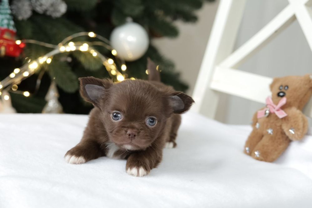 Chihuahua FCI chłopak