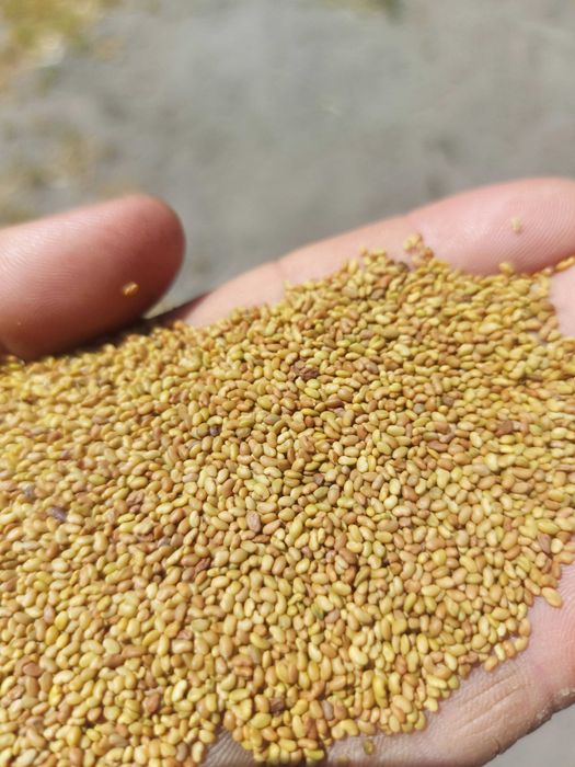 lucerna lucerka siedmiolatka zbiór 2025 WYSYLKA