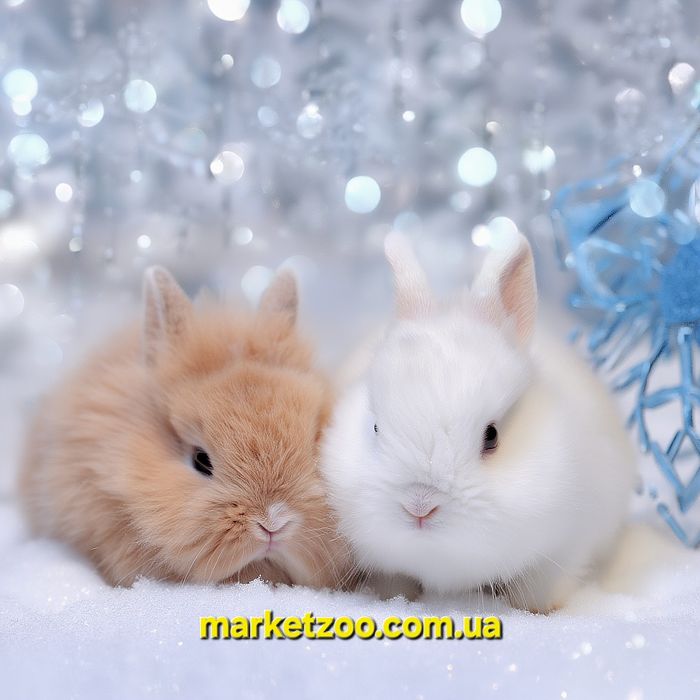 Карликові кролики,карликовые мини mini ,декоративні,Lionhead, Netherla