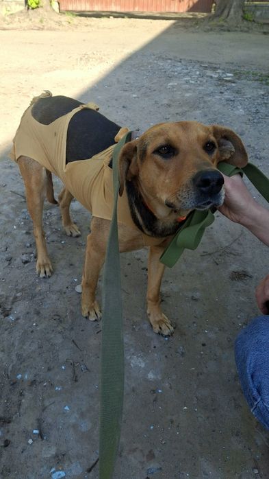 Собачки, собаки у хороші руки!