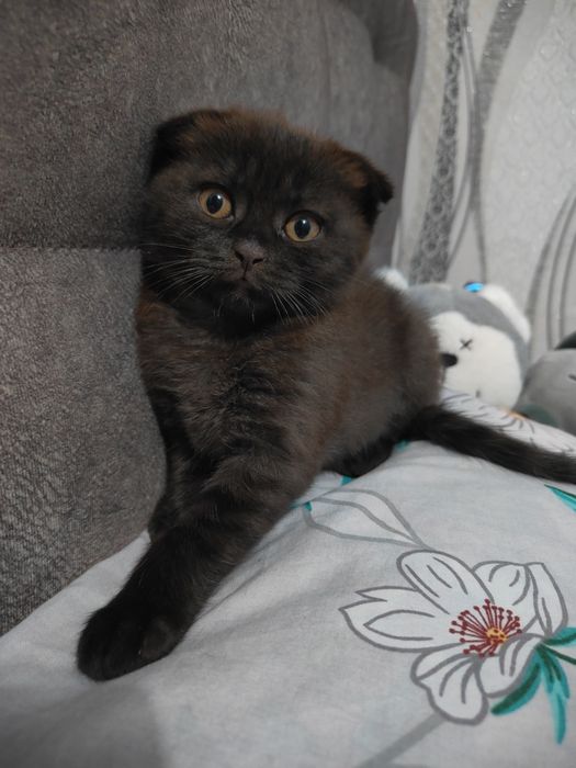 Шотладські кошенята