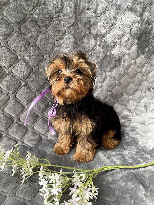 Йорки гарнесенькі