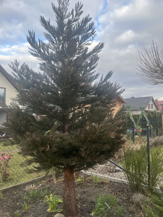 Sekwoja drzewo do wycinki