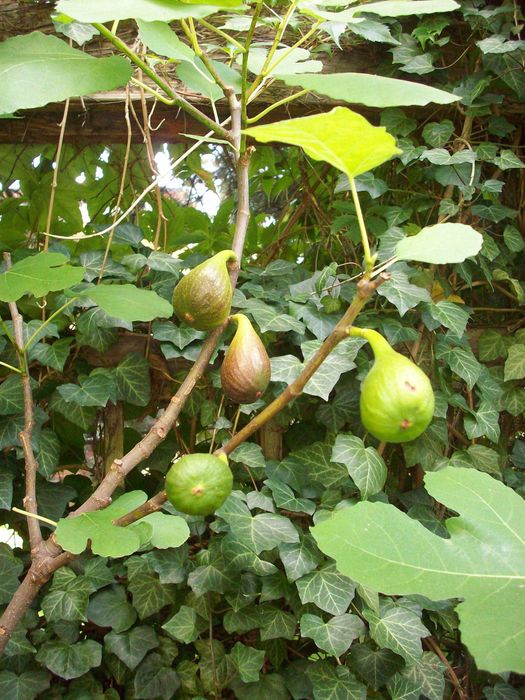 Drzewka figowe z owocami, Ficus carica