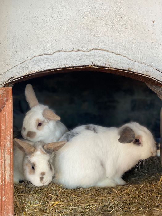 Coelhos anões várias cores com branco