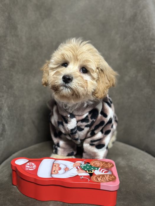 Кукла мальтипу ф1