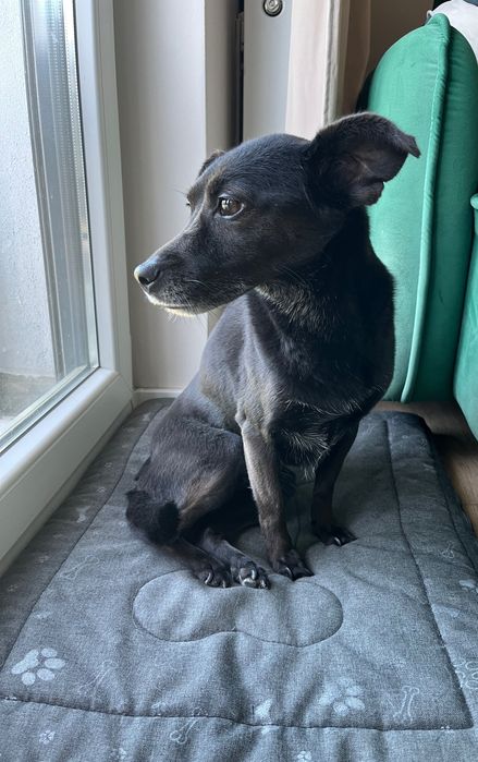 Oddam 7 letnią sunie