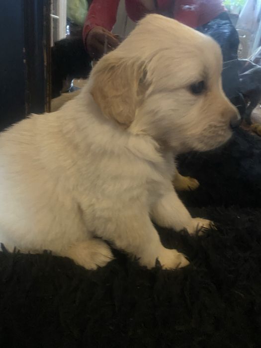 Golden Retriver szczeniaczek