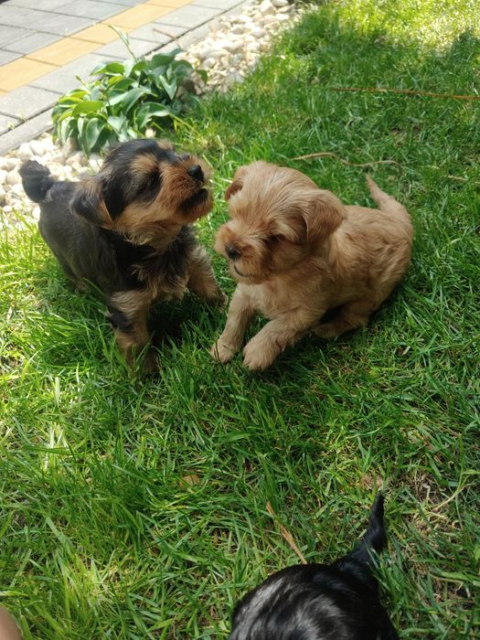 Yorkshire terrier