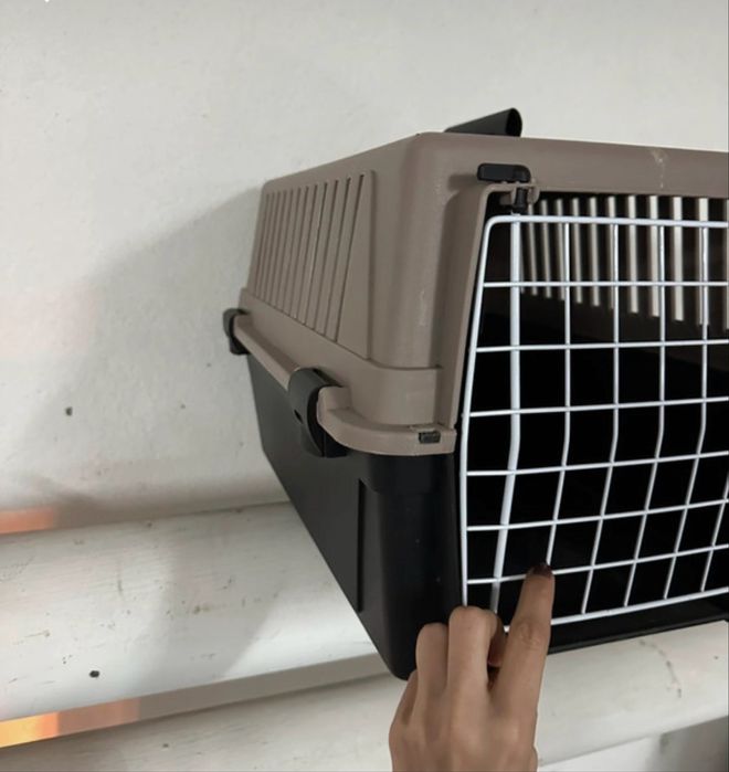 Transpotadora animais