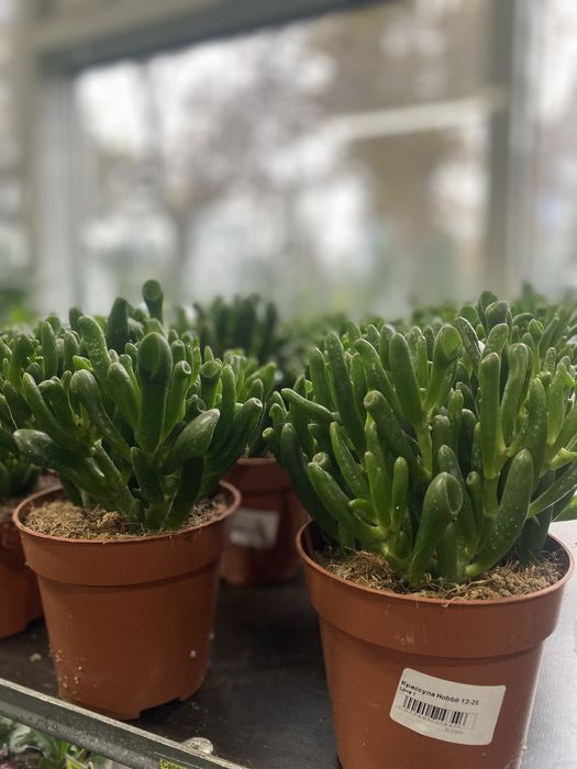 Красула Хоббіт /  Hobbit