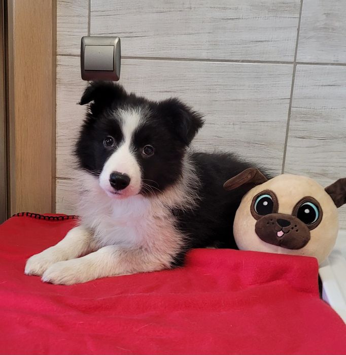 Border Collie suczka