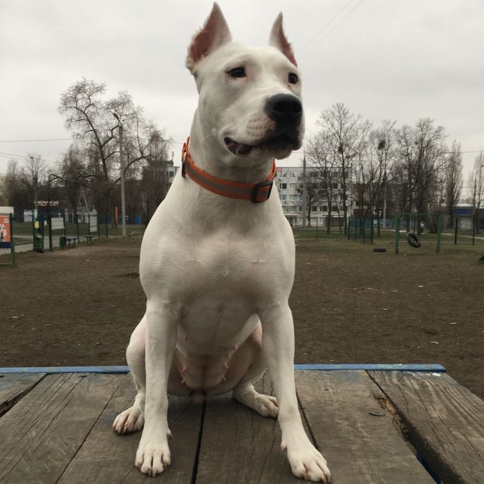 Американский стаффордширский терьер ( амстаф , стаффорд ) отдам