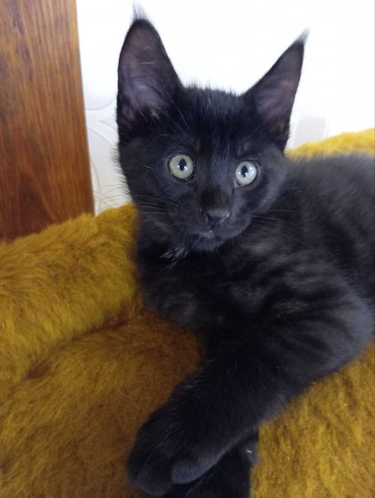 Мейн куни котики